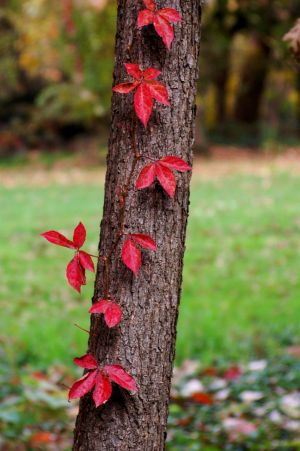 Nature WS - 02.jpg